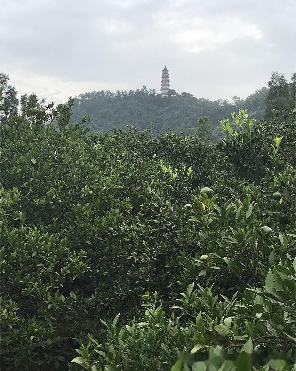 又到一年晒皮时,阿仁一文带您读懂新会陈皮的制作流程和选购指南