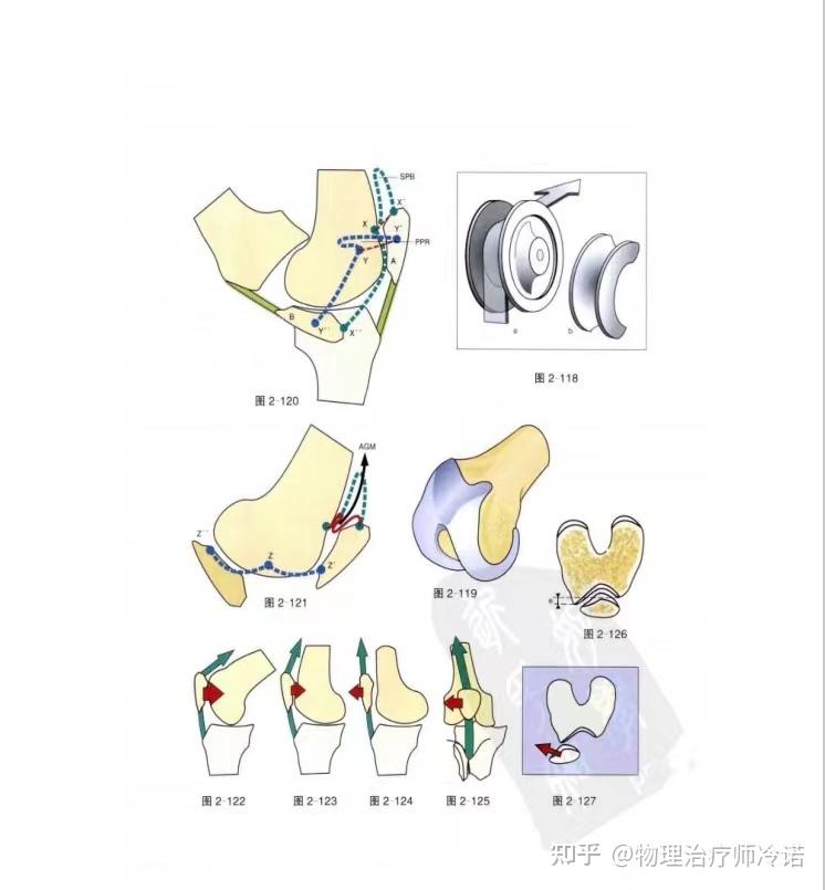 膝关节功能解剖