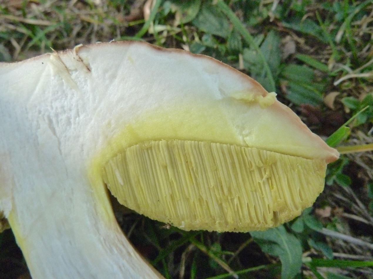 蘑菇菌褶的分类 