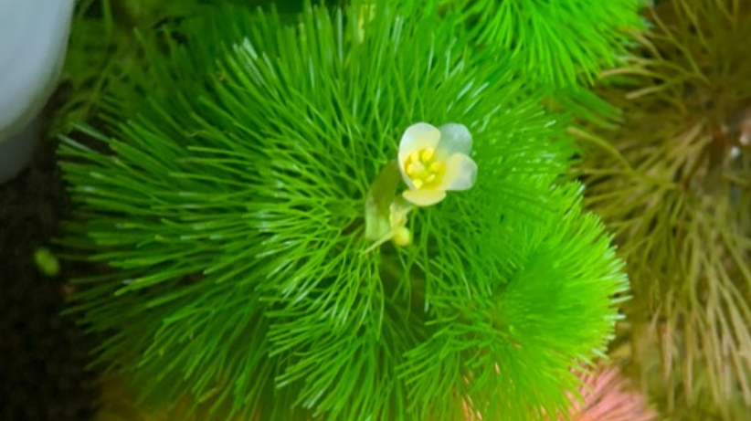 常见水草科普四狐尾藻和菊类一言不合就可能开花的水草