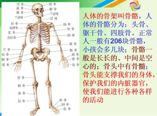 骨骼结构知识颅骨和躯干骨 知乎 骨骼结构知识颅骨和躯干骨 知乎