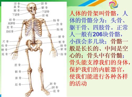 骨骼结构知识颅骨和躯干骨 知乎