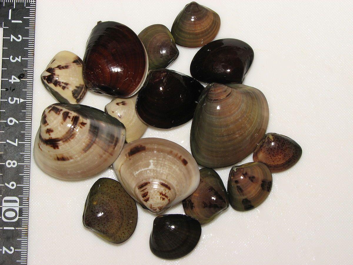 2,文蛤属meretrix 许多物种通称"文蛤",这些物种长得比较相似.