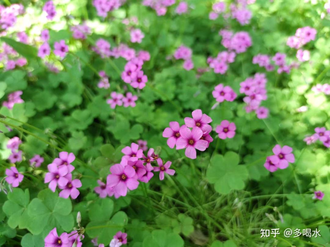 为一直被喊作"三叶草"的"紫花酢浆草"正名!