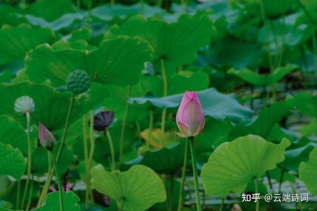 古诗词里的荷花香,四顾山光接水光,凭栏十里芰荷香 - 知乎
