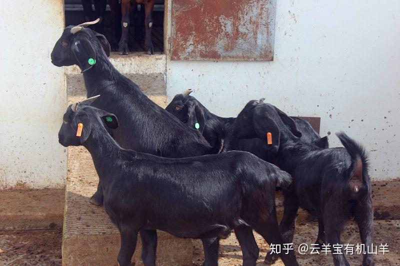 农业好帮手养羊技术顺口溜准备养羊人要牢记