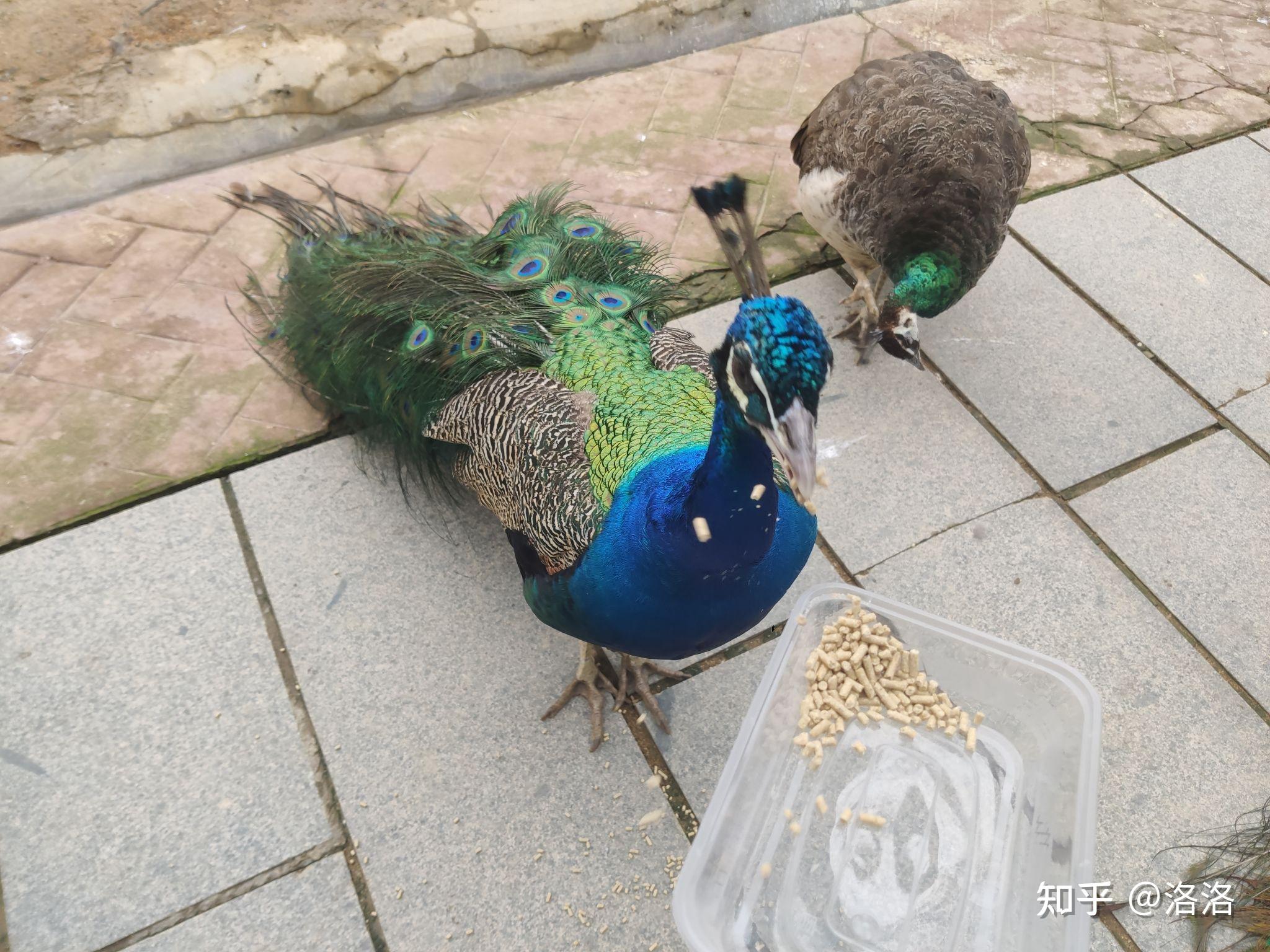 遊客為什麼不可以給動物園的動物餵食呢