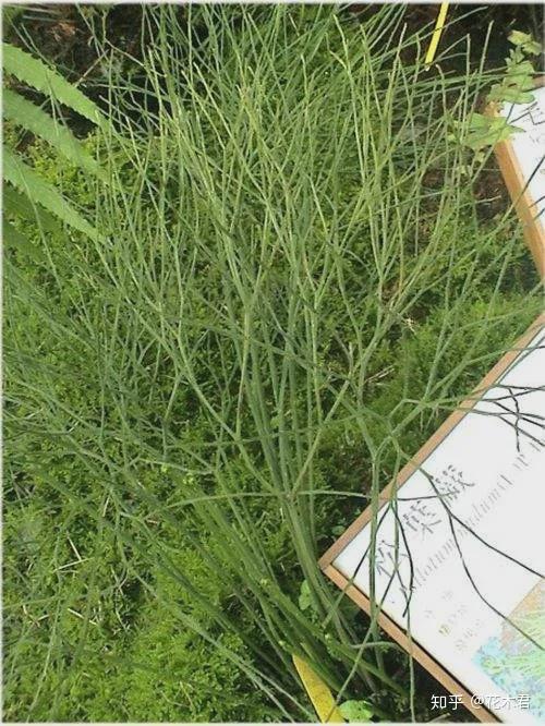 蕨类植物松叶蕨是不是濒危物种如何栽培养护