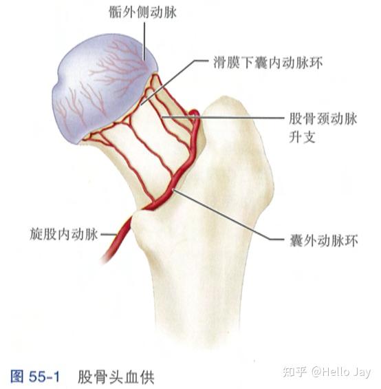 股骨颈骨折位置图图片