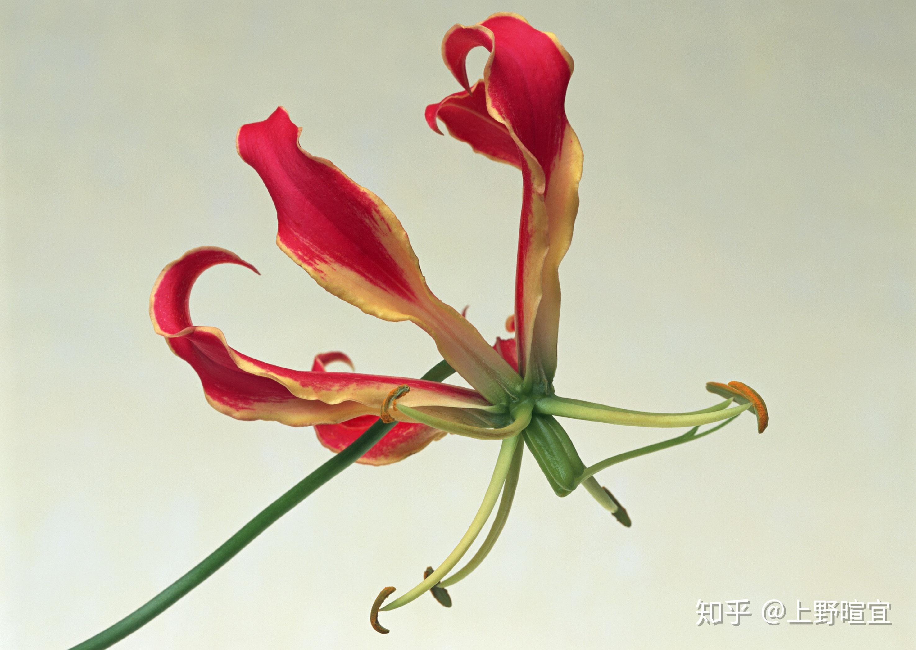 火焰百合藤蔓上开满的火苗
