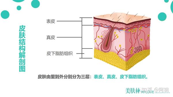 皮肤呢像上图所示，由三层组成，分别是:表皮，真皮，皮下组织。那么我们