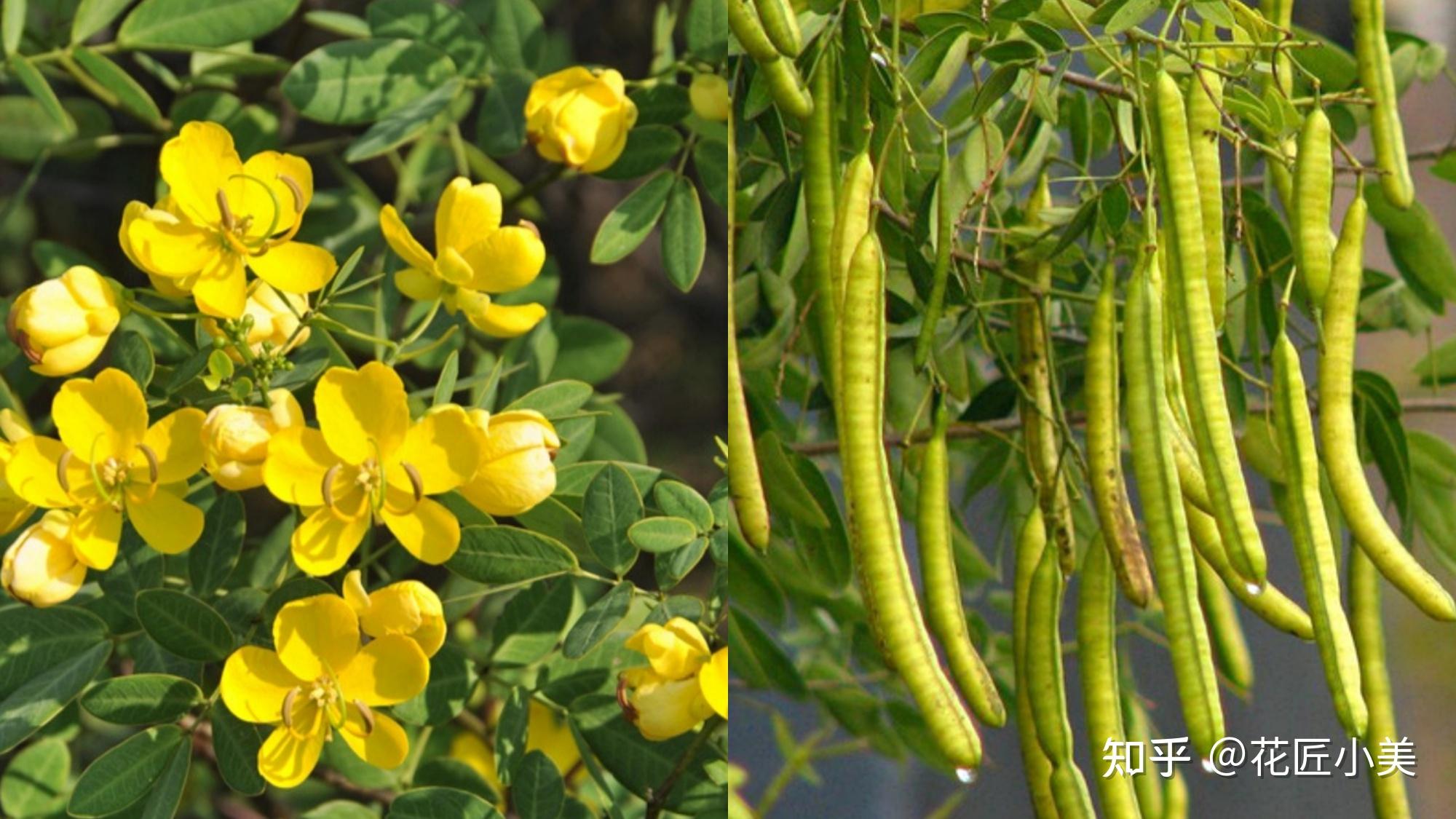 100种农村常见的植物带你涨知识回味挖野菜摘野果年代的童趣