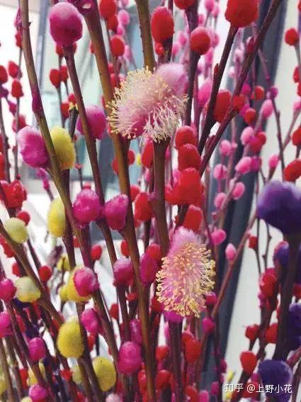 银柳是真花还是假花 怎么养开花 知乎