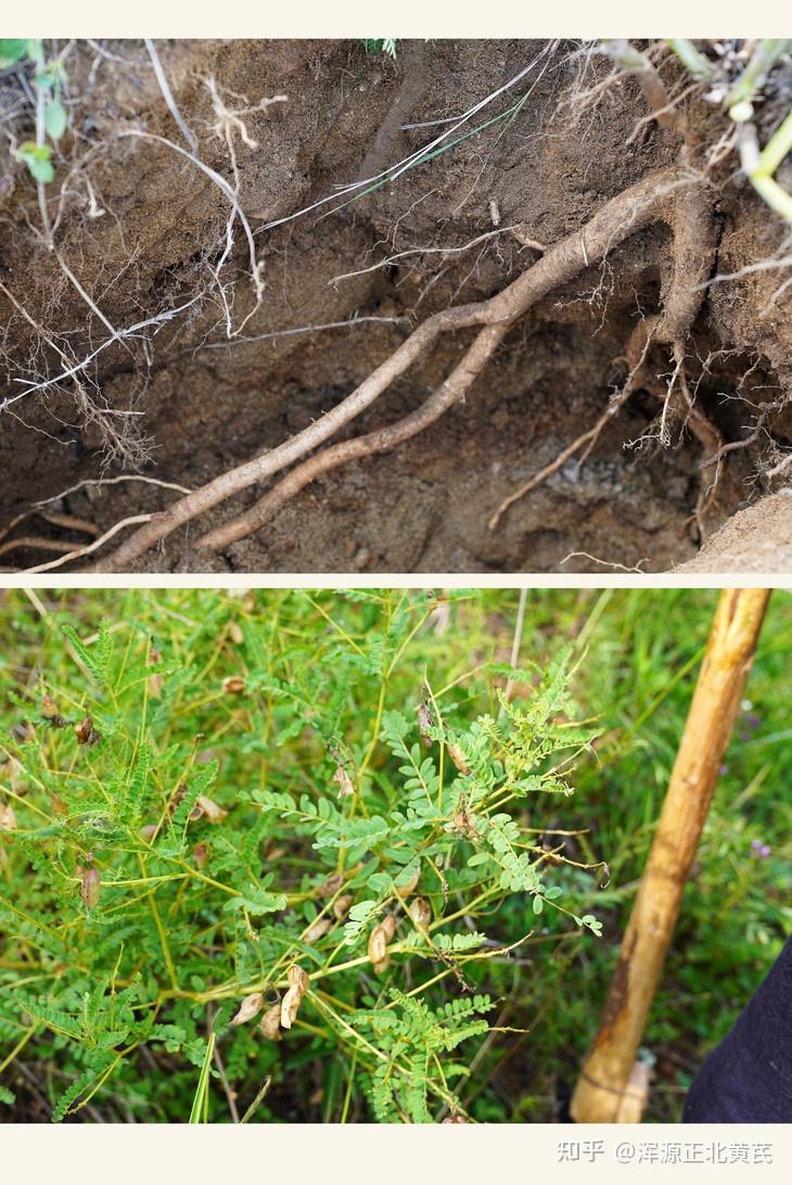 真实分享:吃黄芪的好处有哪些,适合什么人吃,如何选购黄芪?