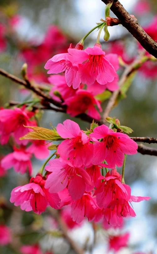 中国红樱花百科图片