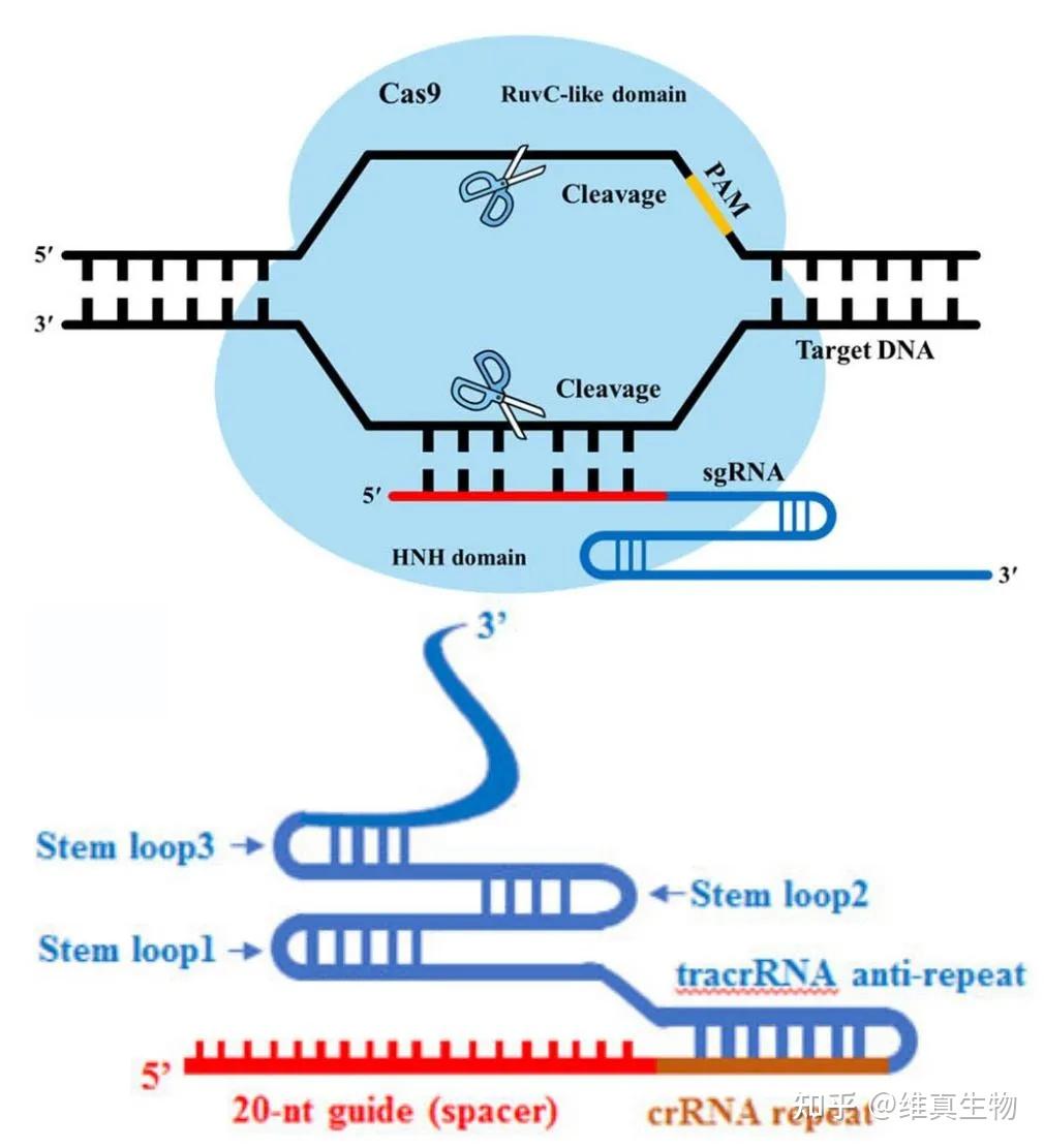 收藏篇基因敲除技术