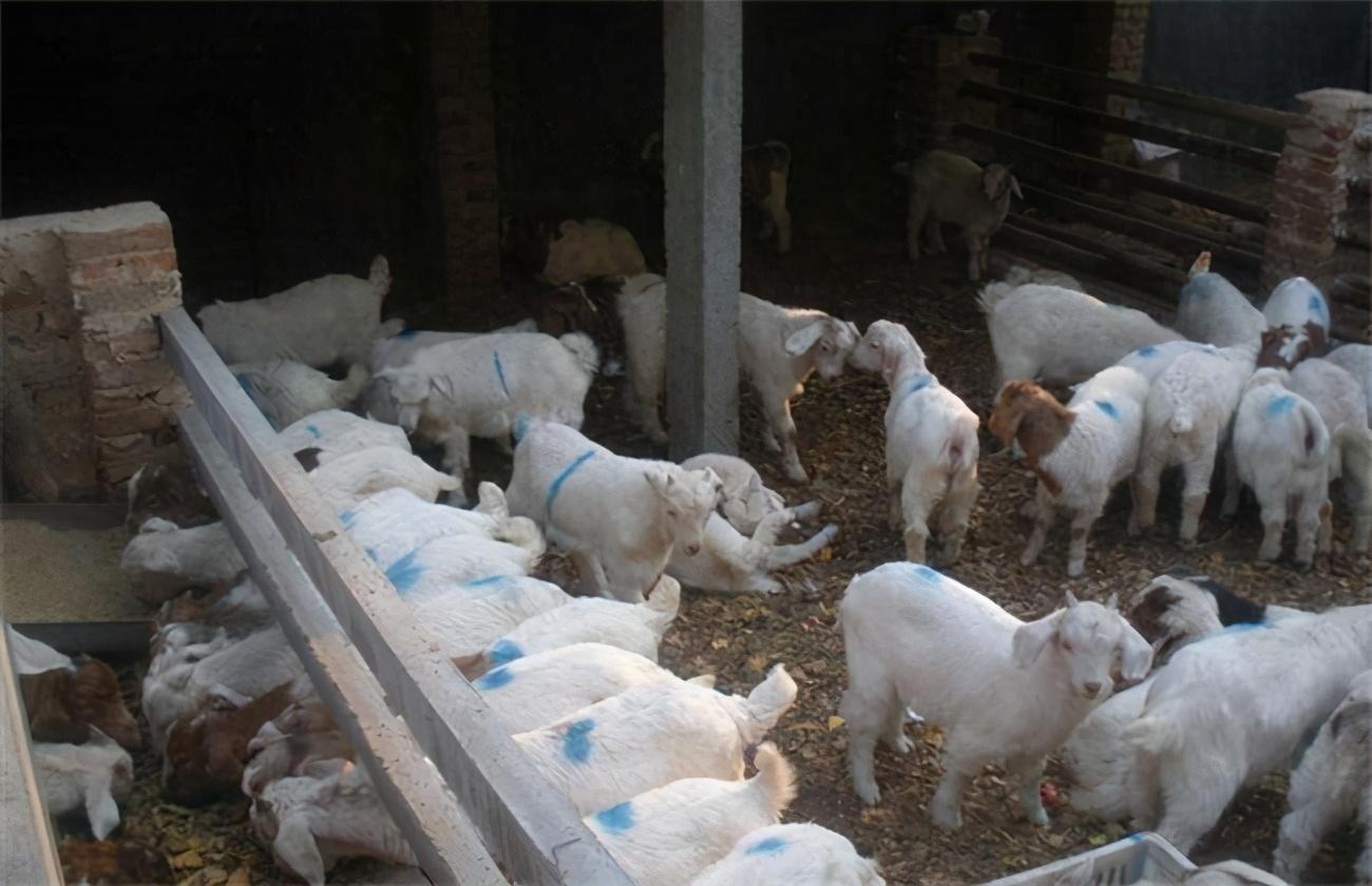 羊感冒怎么治疗