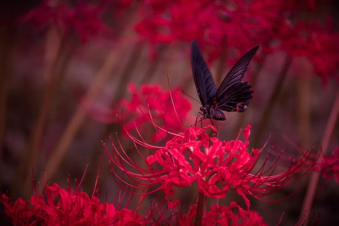 日本的彼岸花大片開放了妖豔的花海刷爆了朋友圈