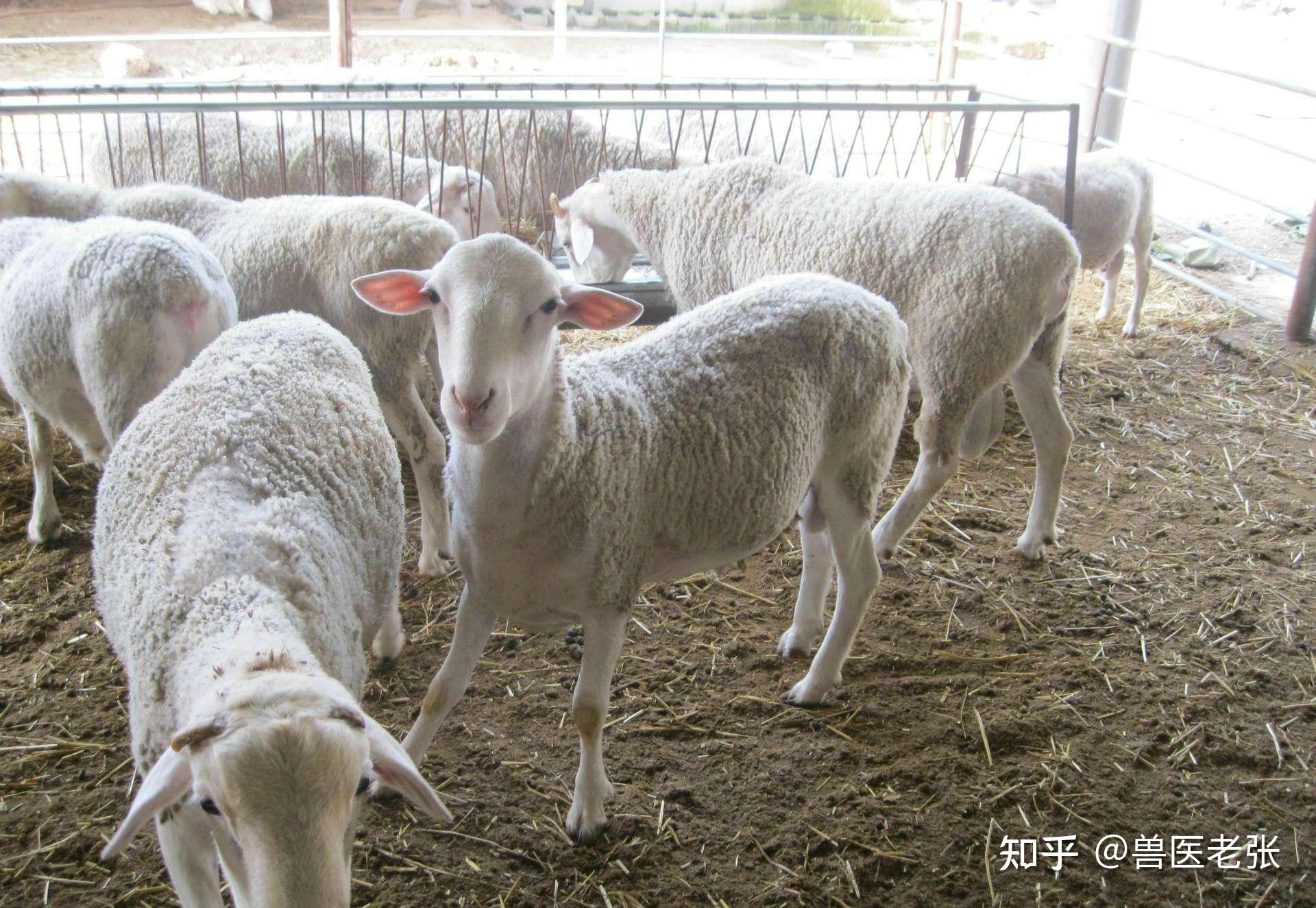 新手养羊需要考虑哪些因素?新手养羊需要注意哪些事项? - 知乎