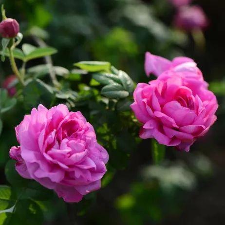 荼薇花开酒香自来