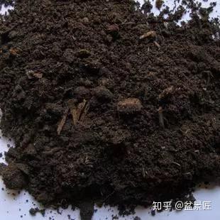 你真的认为腐叶土养花最好吗 懂行的都不用 知乎