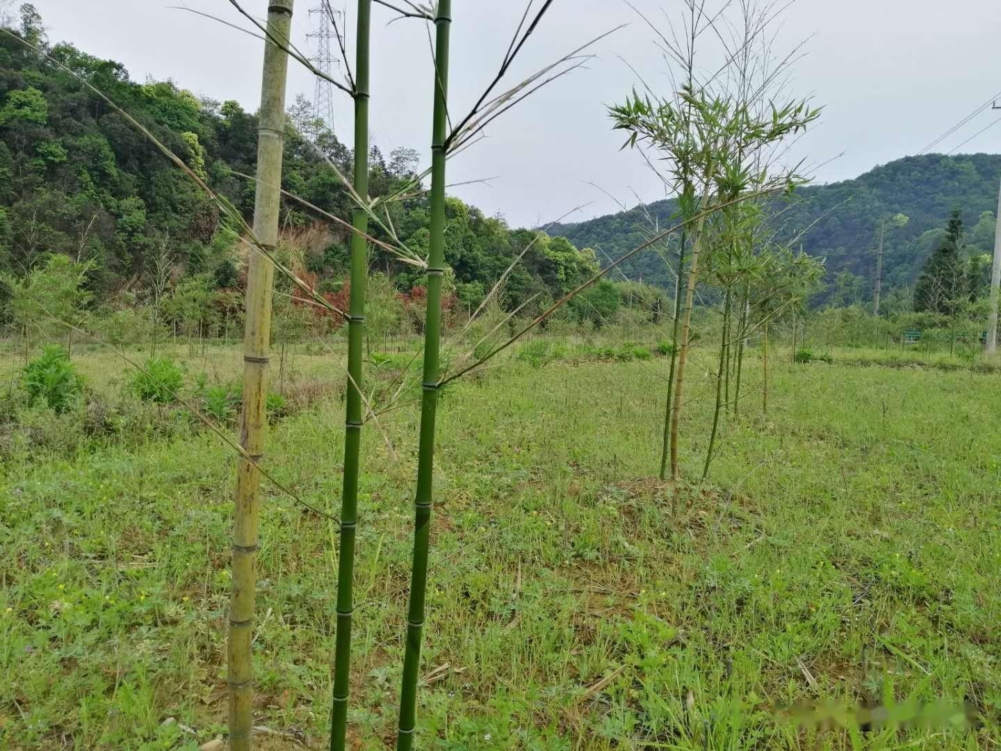 雷竹種植發筍快慢與哪些因素有關? - 知乎