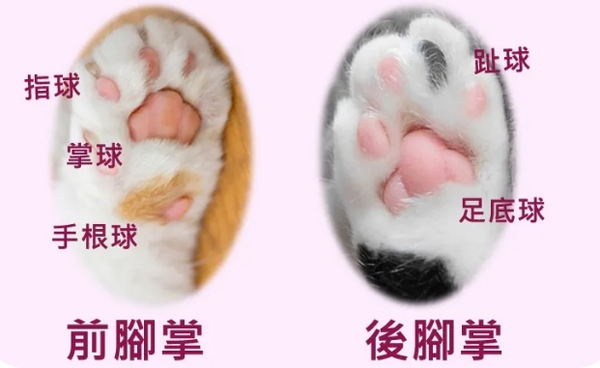 猫咪前爪后面有一个小肉球 猫前爪肉垫后面有个疙瘩 恩芝网
