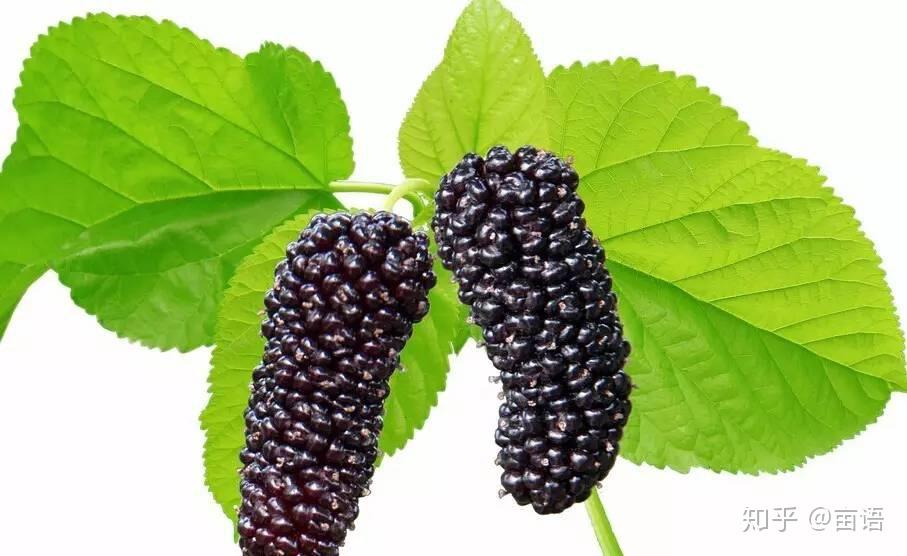 肾虚有时候会造成白发的现象,而黑桑葚有可以补益肝肾,调整气血的功效