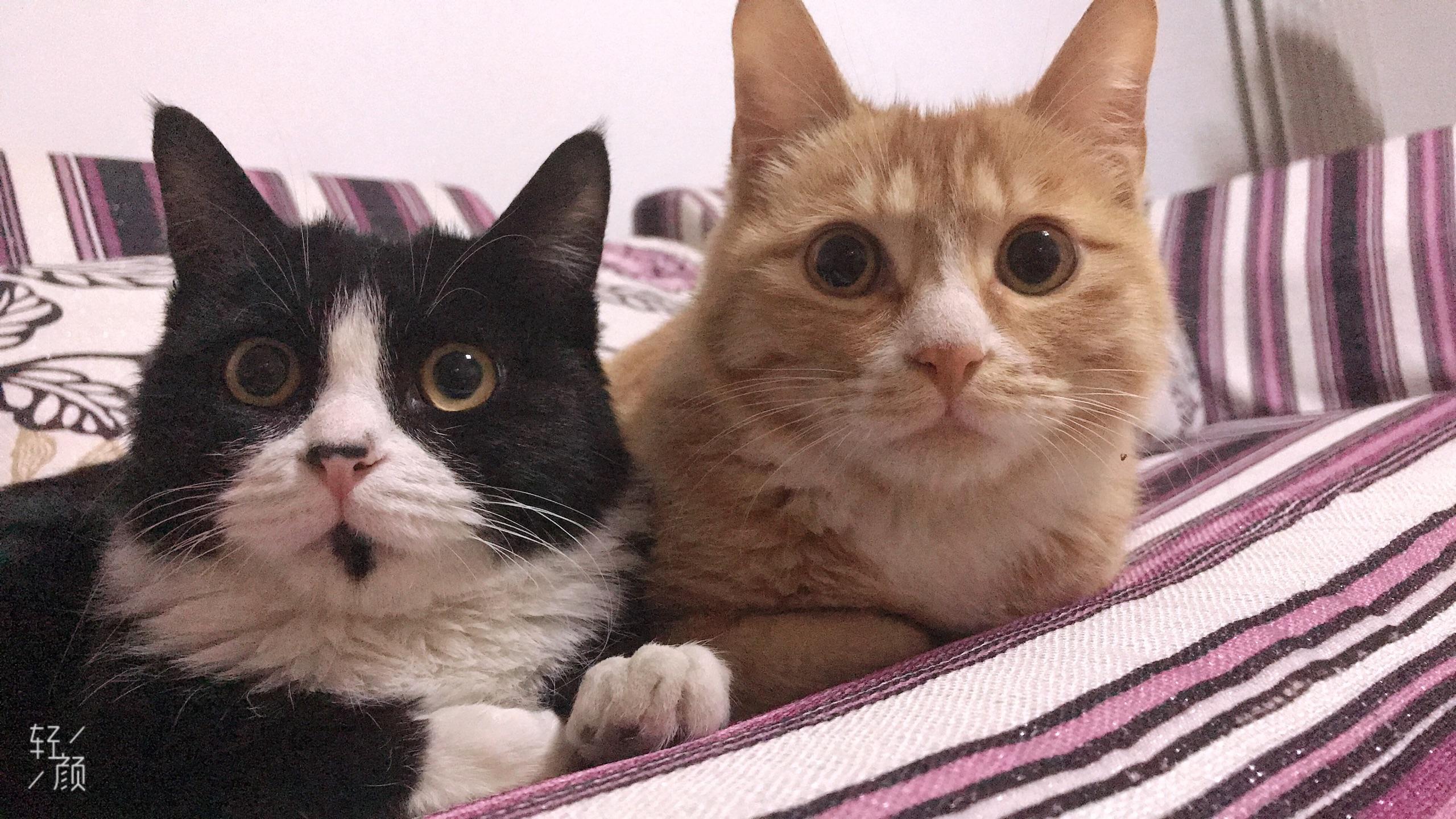 小猫老是爬高处怎么办 v2-b27188929734e92e9d9baf8a6da9da05_r.jpg