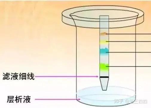 光合色素滤纸条图片