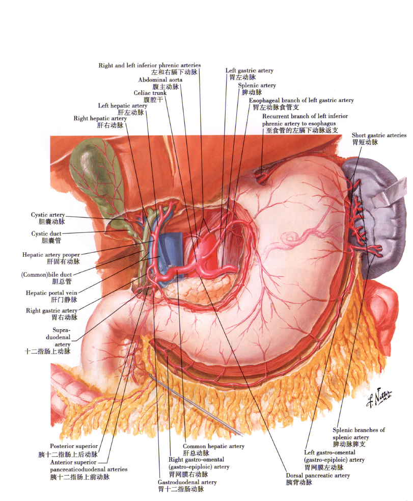 胃的血供解剖图图片