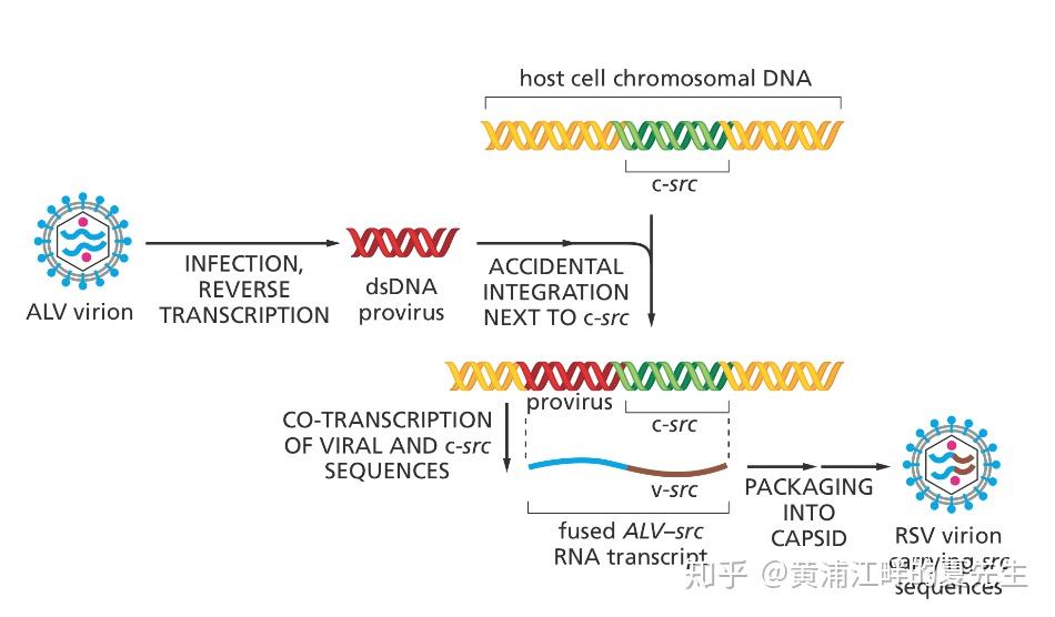 1974年,加州大学旧金山分校的bishop和varmus共同领导的实验室对rsv