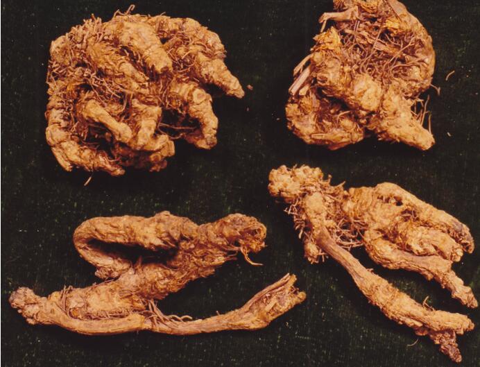 黄连虽苦其药用价值却高到超乎你想象