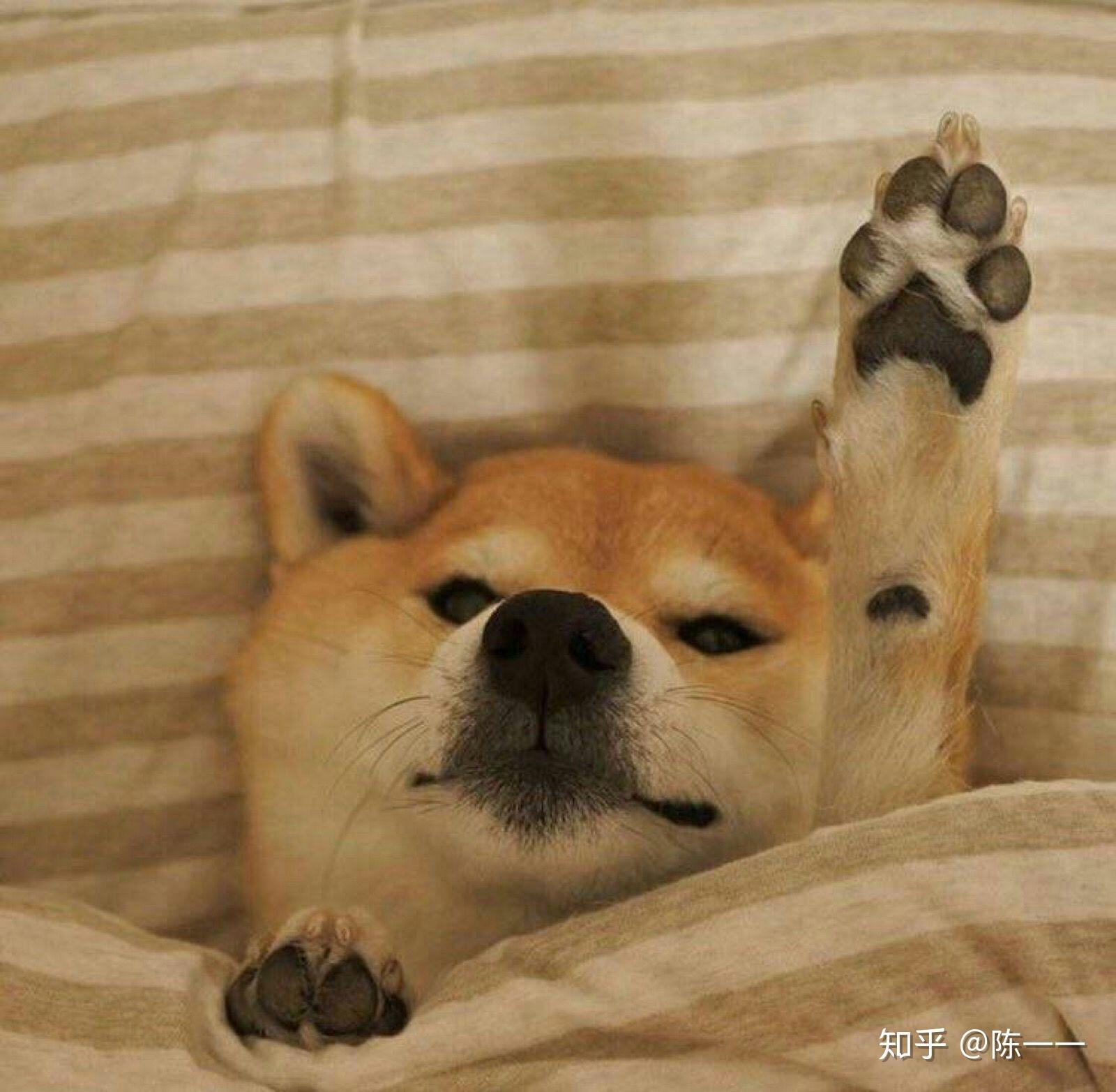 有没有什么可爱的微信头像? - 知乎