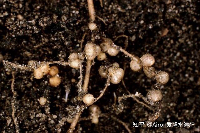 根瘤:植物与微生物的共生固氮奇迹 - 知乎