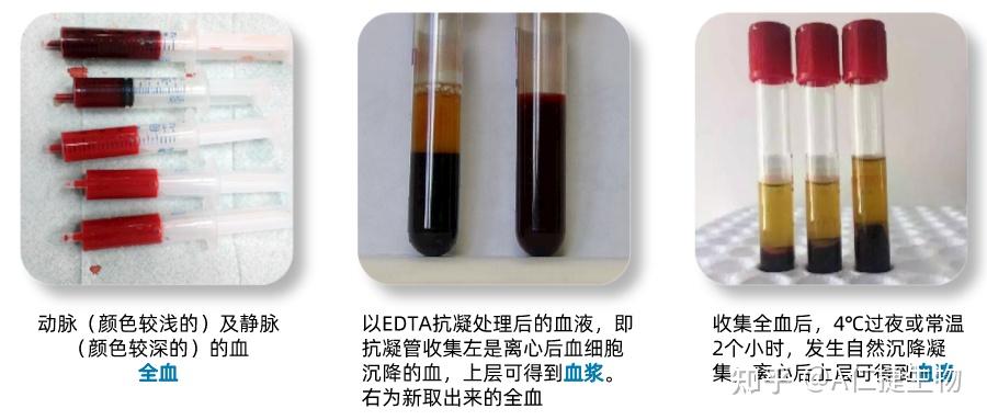 仁捷生物 | 科研人必知的血液样本采集/处理全攻略 - 知乎