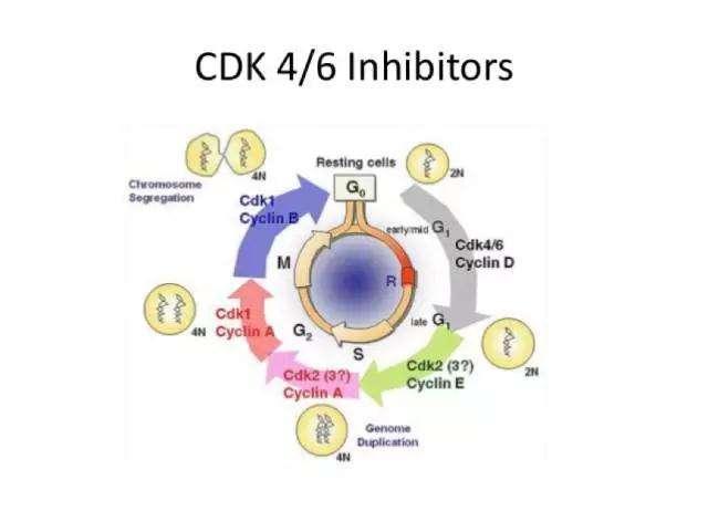 乳腺癌与CDK4、CDK6 - 知乎