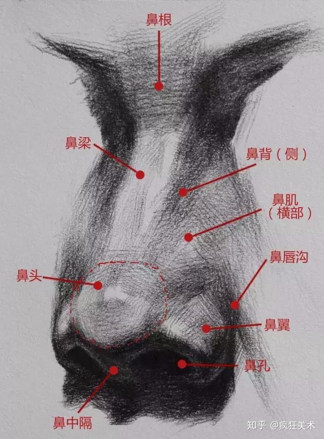 藝考生必看素描局部之鼻子的畫法