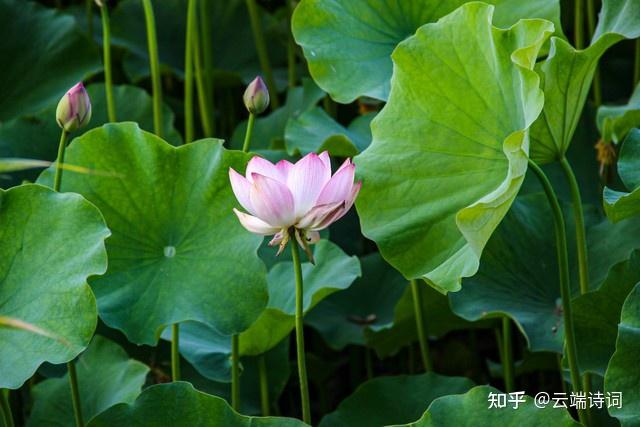 古诗词里的荷花香,四顾山光接水光,凭栏十里芰荷香 - 知乎
