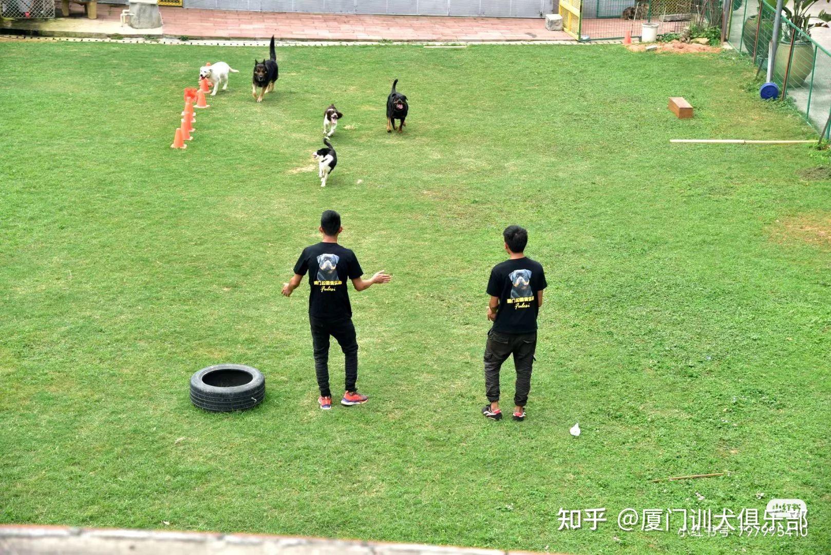 狗子行为纠正,各种技能 - 知乎