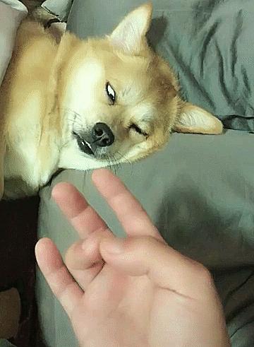 狗狗睡觉翻白眼是不是病得不轻了