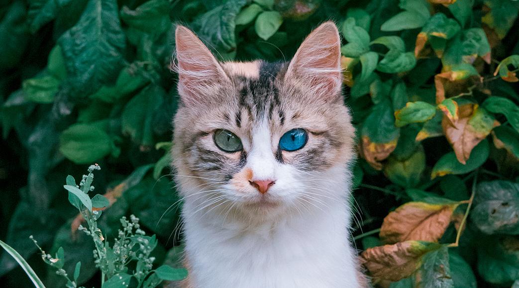 蓝绿异瞳三花猫5年来第一次拍到美呆了