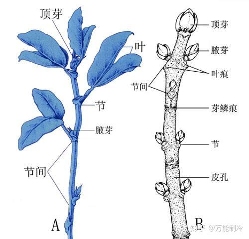 叶痕和芽鳞痕的区别？ - 知乎