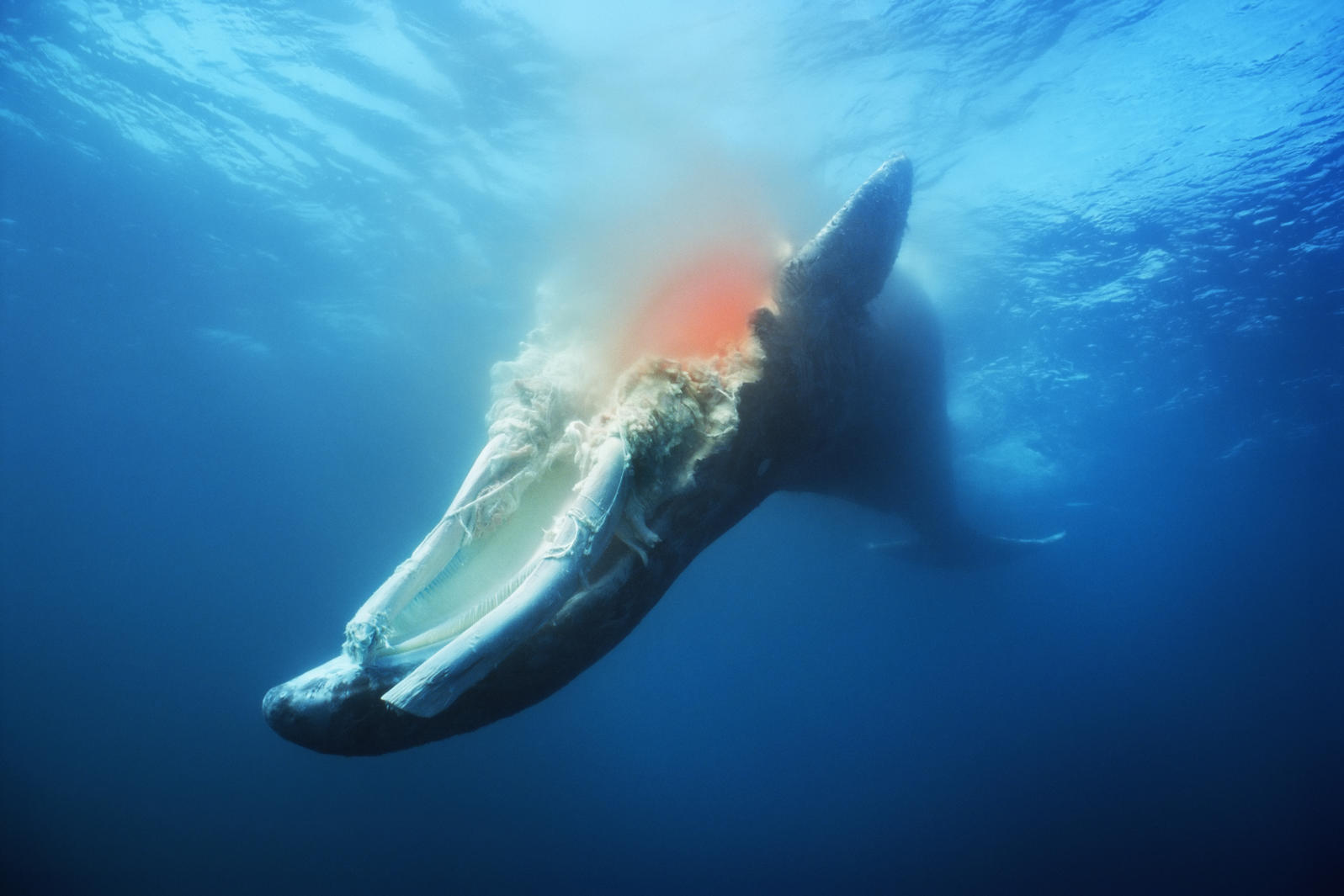 Những hình ảnh ngoạn mục về cá voi lưng gù