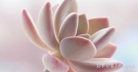 多肉怎么养才能养得又肥又胖又红 v2-b2bd7f16eb8e3193dc5f4b41c99144b1_r.jpg