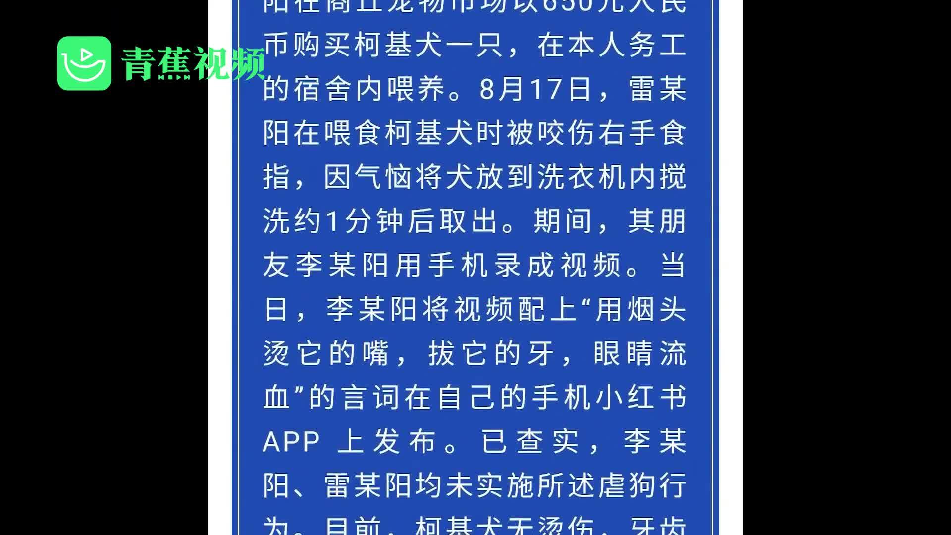 警方通报洗衣机柯基事件主人因被咬伤将狗搅洗编造虐狗言辞者被拘