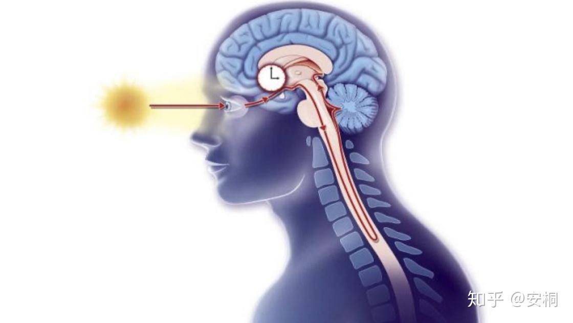 冥想到底有多重要