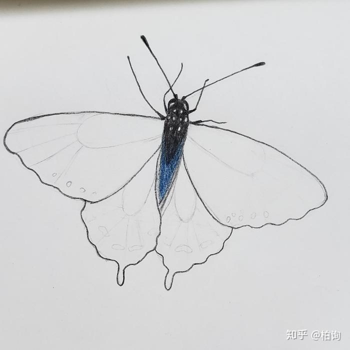 3.用黑色彩铅把身体画出来,留出高光,靠近翅膀位置用深蓝色彩铅画出.