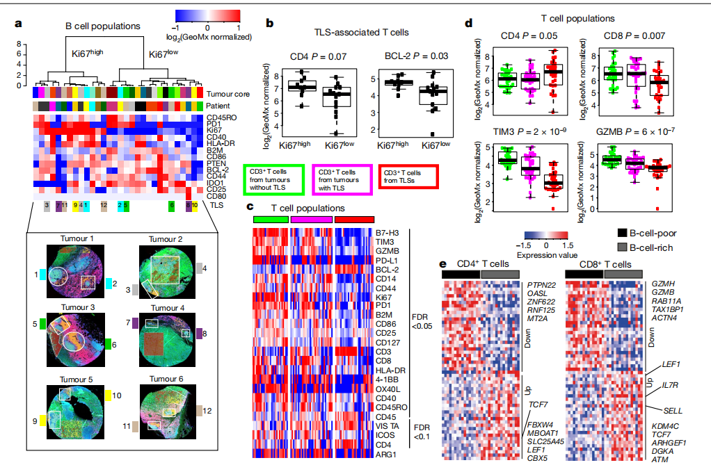 三级淋巴结构在肿瘤微环境中的作用 - 知乎