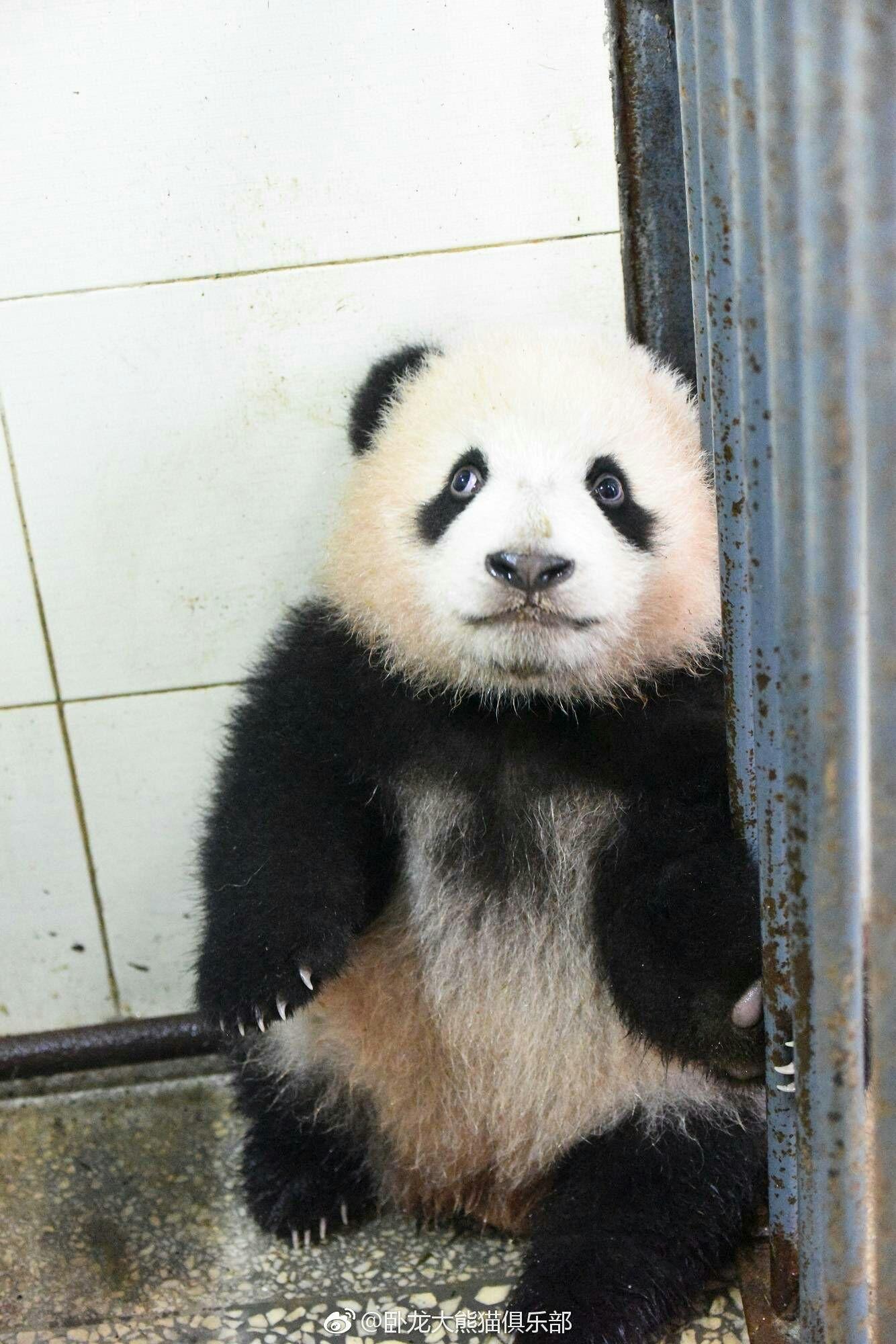 你有哪些珍藏的大熊猫小时候的照片或动图